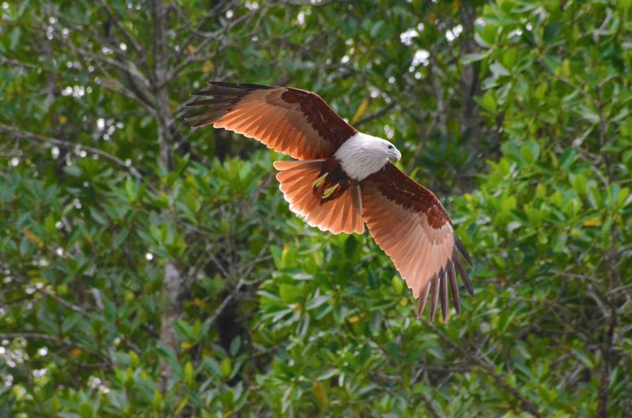 Langkawi Adventure and Swimming - image 4