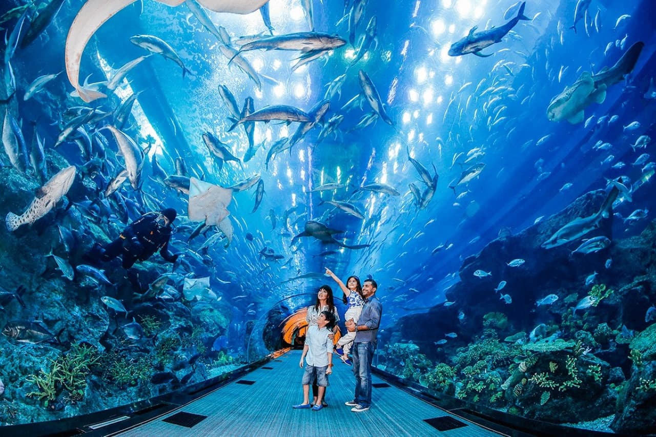 Go City Dubai Highlights Pass: Save up to 50% on Attractions - image 11