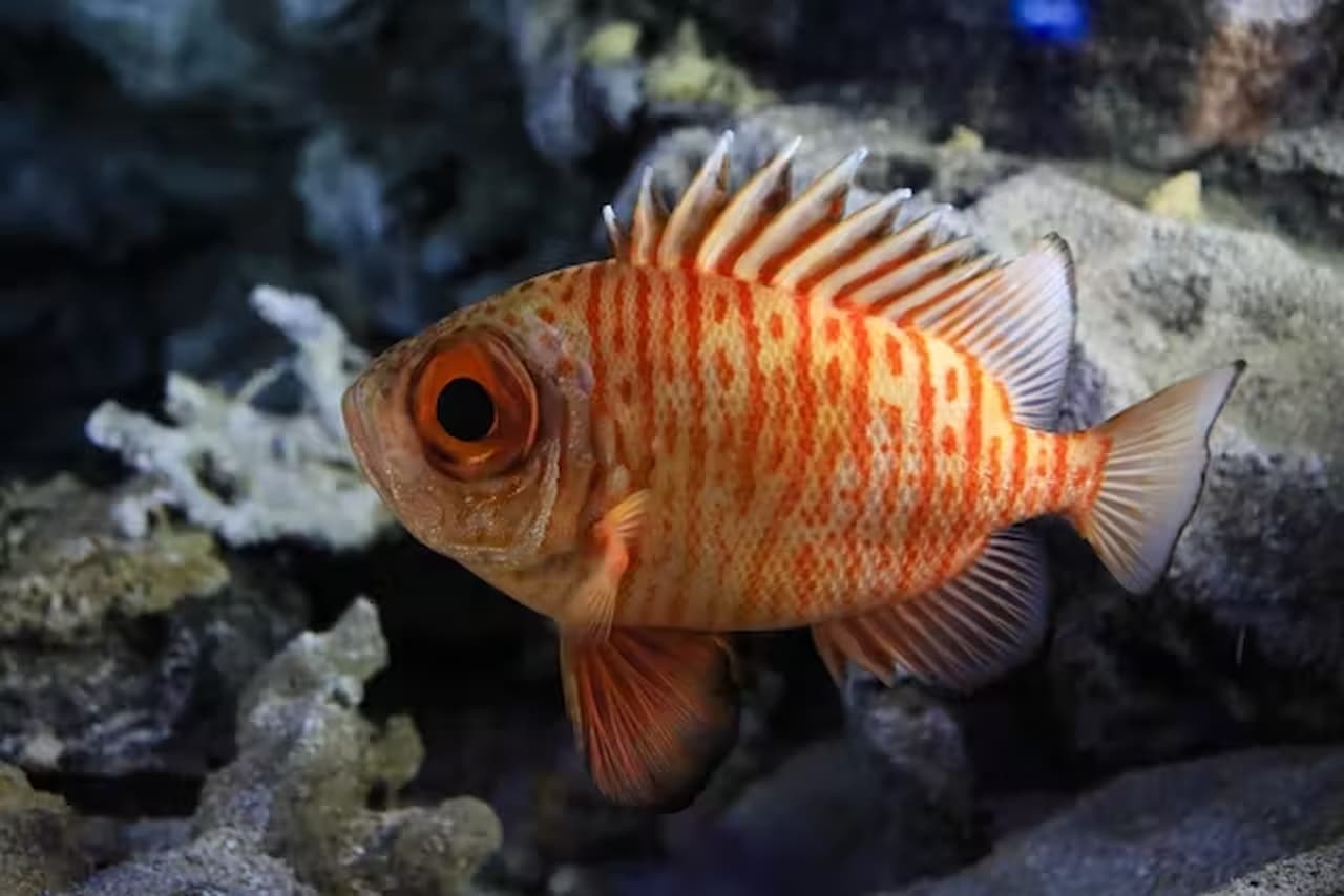 Entrada al Acuario Churaumi de Okinawa - imagen 4