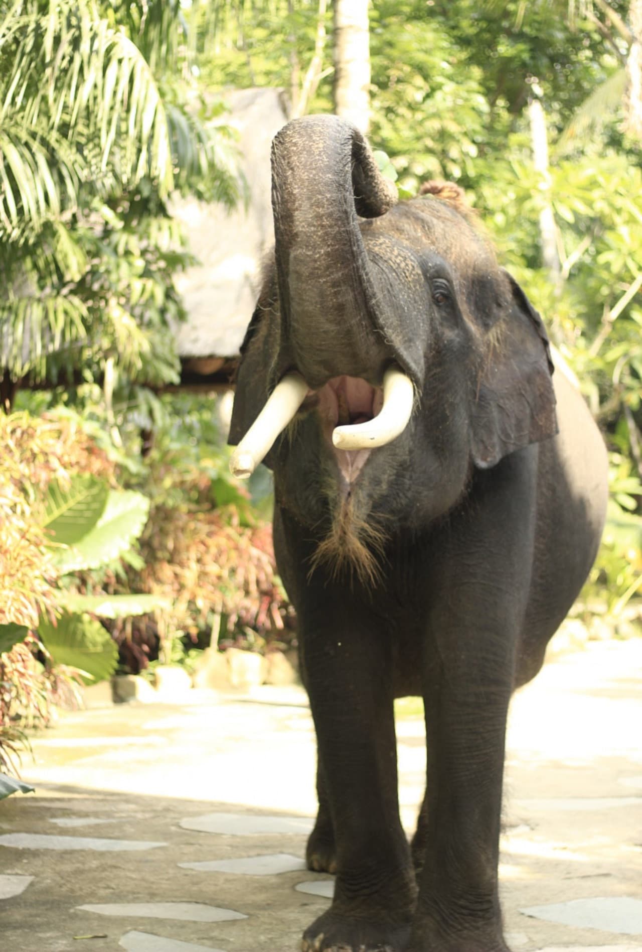Lombok Wildlife Park - image 5