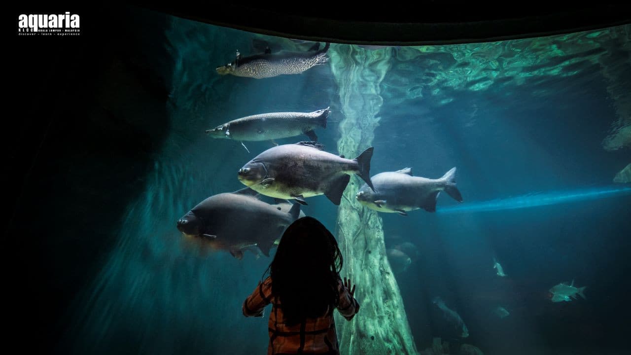 Aquaria KLCC Ticket - image 2