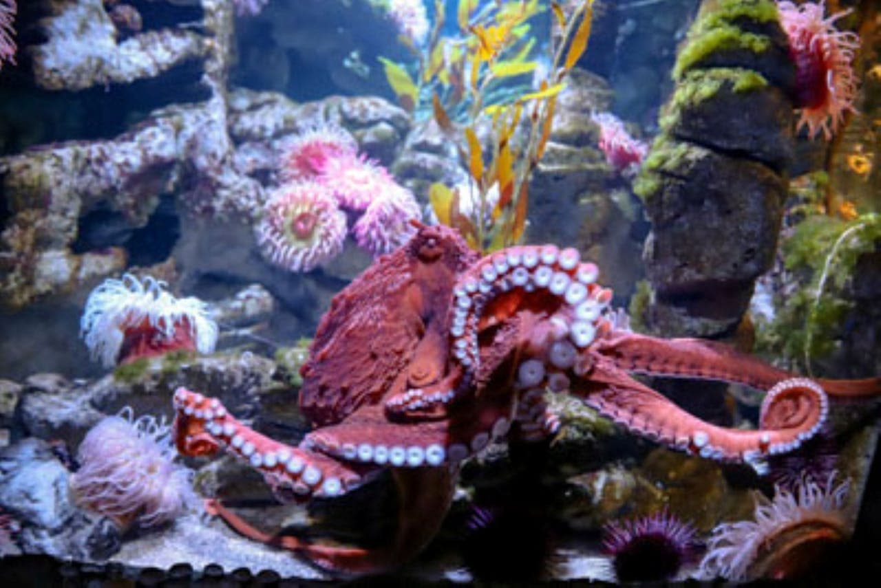 New England Aquarium Ticket - image 7