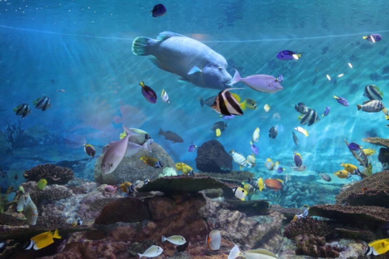 SEA LIFE COEX, Seoul Aquarium Ticket - 이미지 17