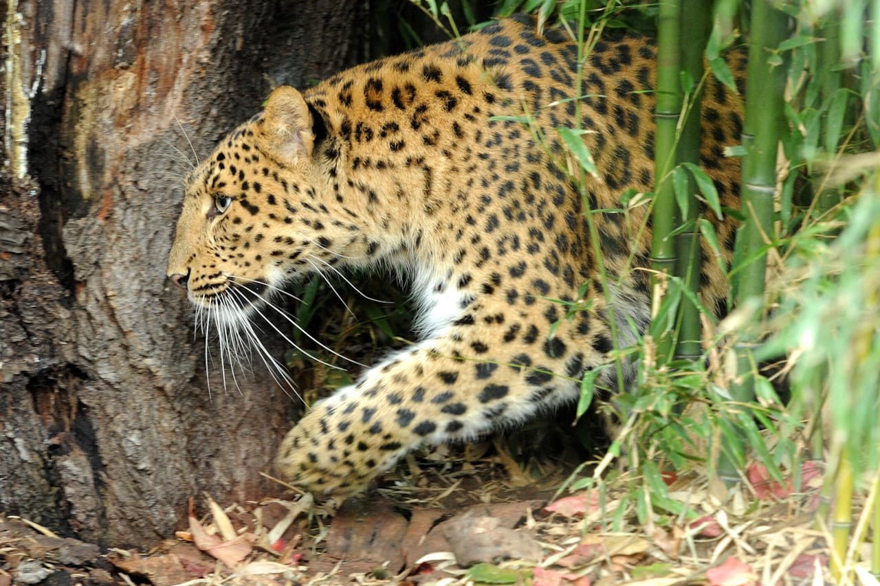 Ménagerie, Zoo of the Jardin des Plantes - main image