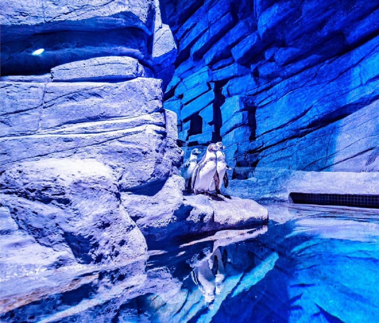 Aquaria Phuket - image 9