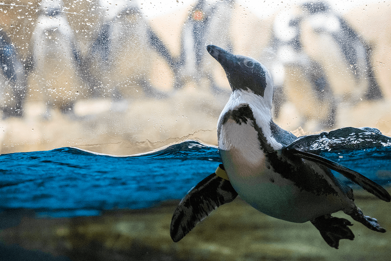 California Academy of Sciences Ticket - main image