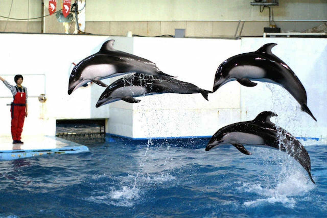 Noboribetsu Marine Park Nixe Ticket - image 5
