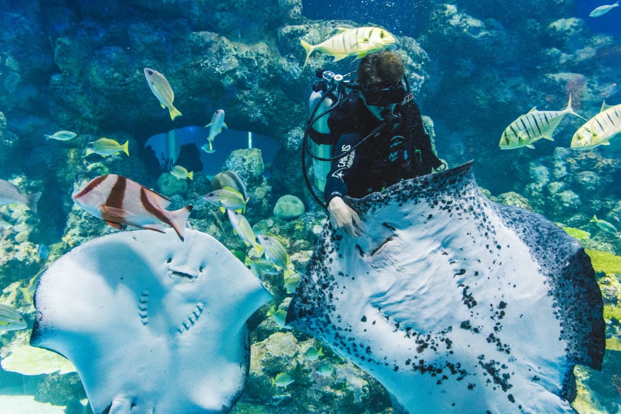 Cairns Aquarium Ticket - image 2