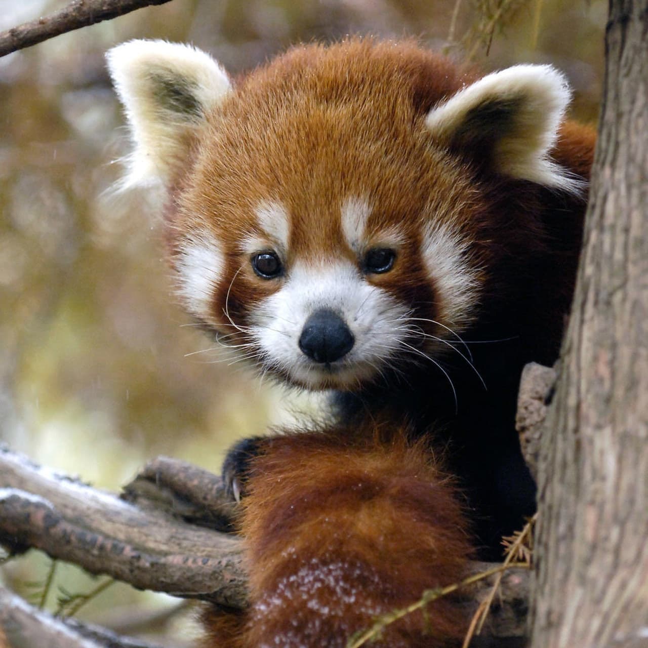 Central Park Zoo - imagen 2