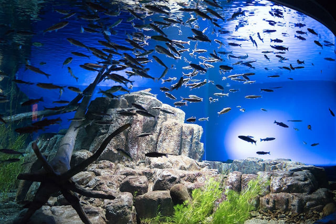 Salmon Hometown Chitose Aquarium Ticket - main image