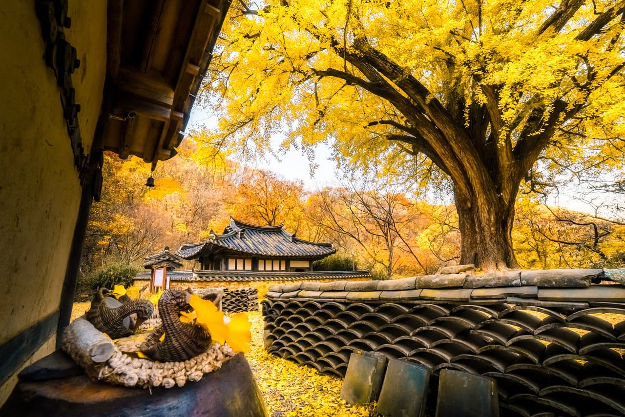 Gyeongju Autumn Foliage One Day Tour from Busan - 이미지 10