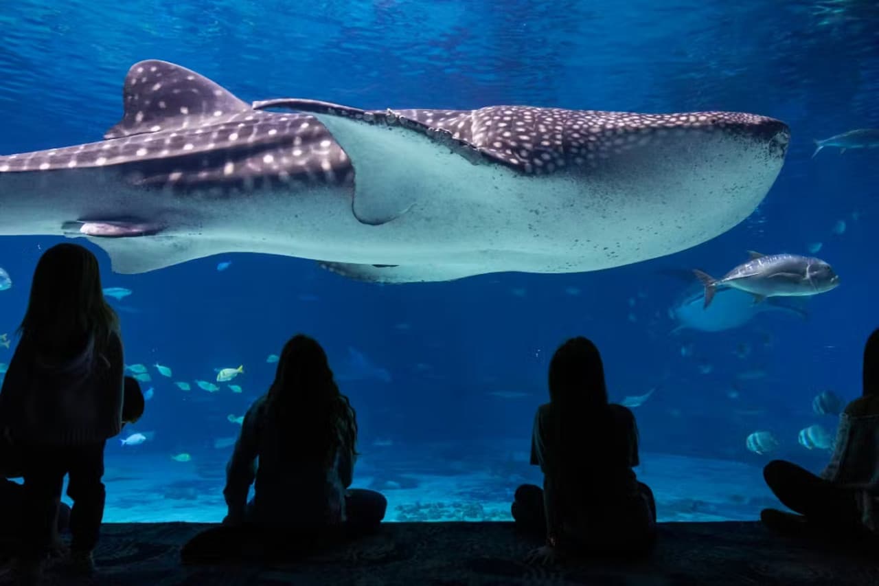 Georgia Aquarium: Fast Track Ticket - image 2