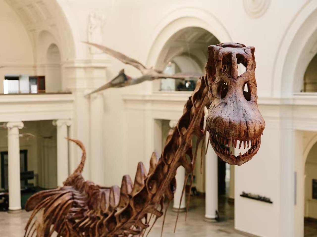 The Field Museum of Natural History Ticket - imagen 5