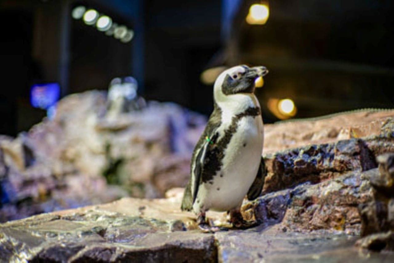 New England Aquarium Ticket - image 5