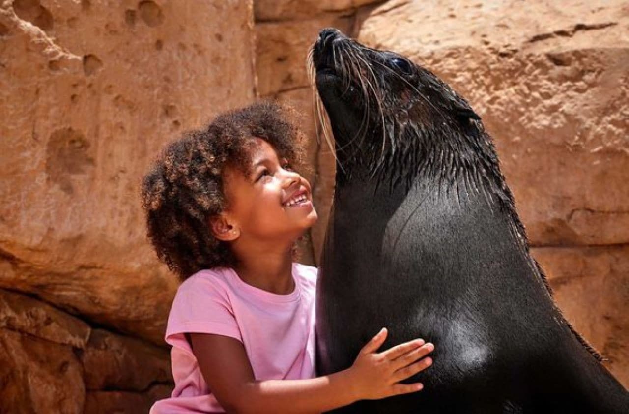 Atlantis Aquaventure World Dubai - Dolphin and Sea Lion Experiences at Atlas Village - image 3