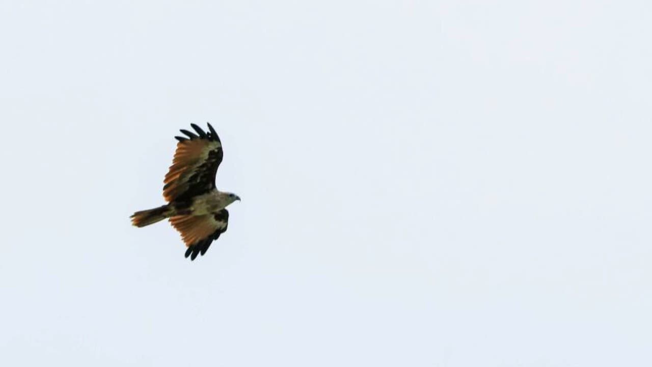 Eagle Watching Experience in Kuala Selangor - image 4