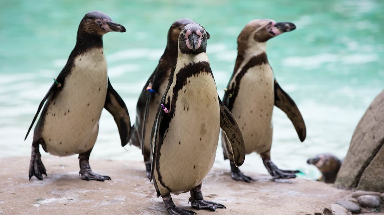 ZSL Whipsnade Zoo - image 2