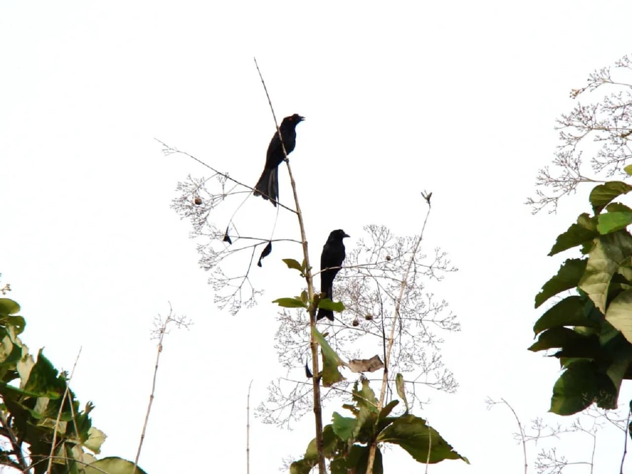 Desaru Coast Birdwatching Experience - image 6