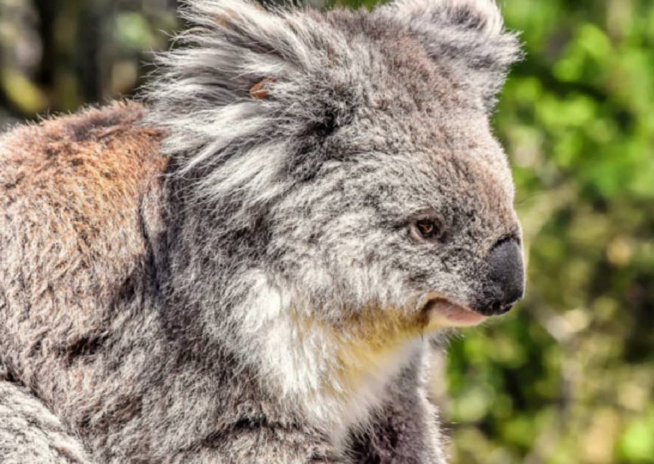 Phillip Island Nature Parks - Three-Park Pass - image 6