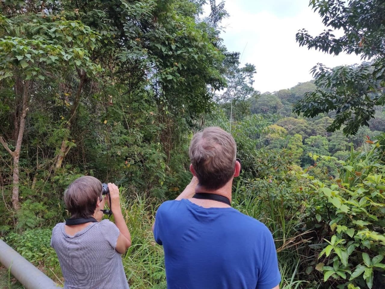 Langkawi Birdwatching Experience Tour - Half Day - image 6