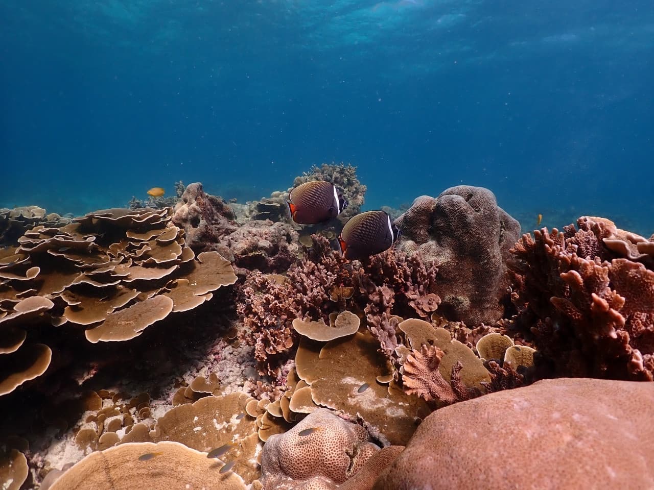 Raya Noi, Raya Yai, and Maiton Island Snorkelling Tour from Phuket - image 14