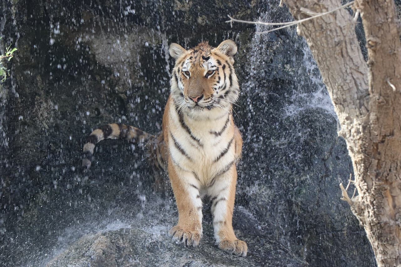 Emirates Park Zoo Ticket - main image