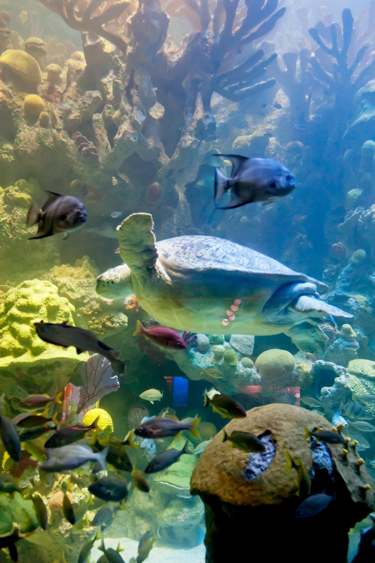 New England Aquarium Ticket - image 8