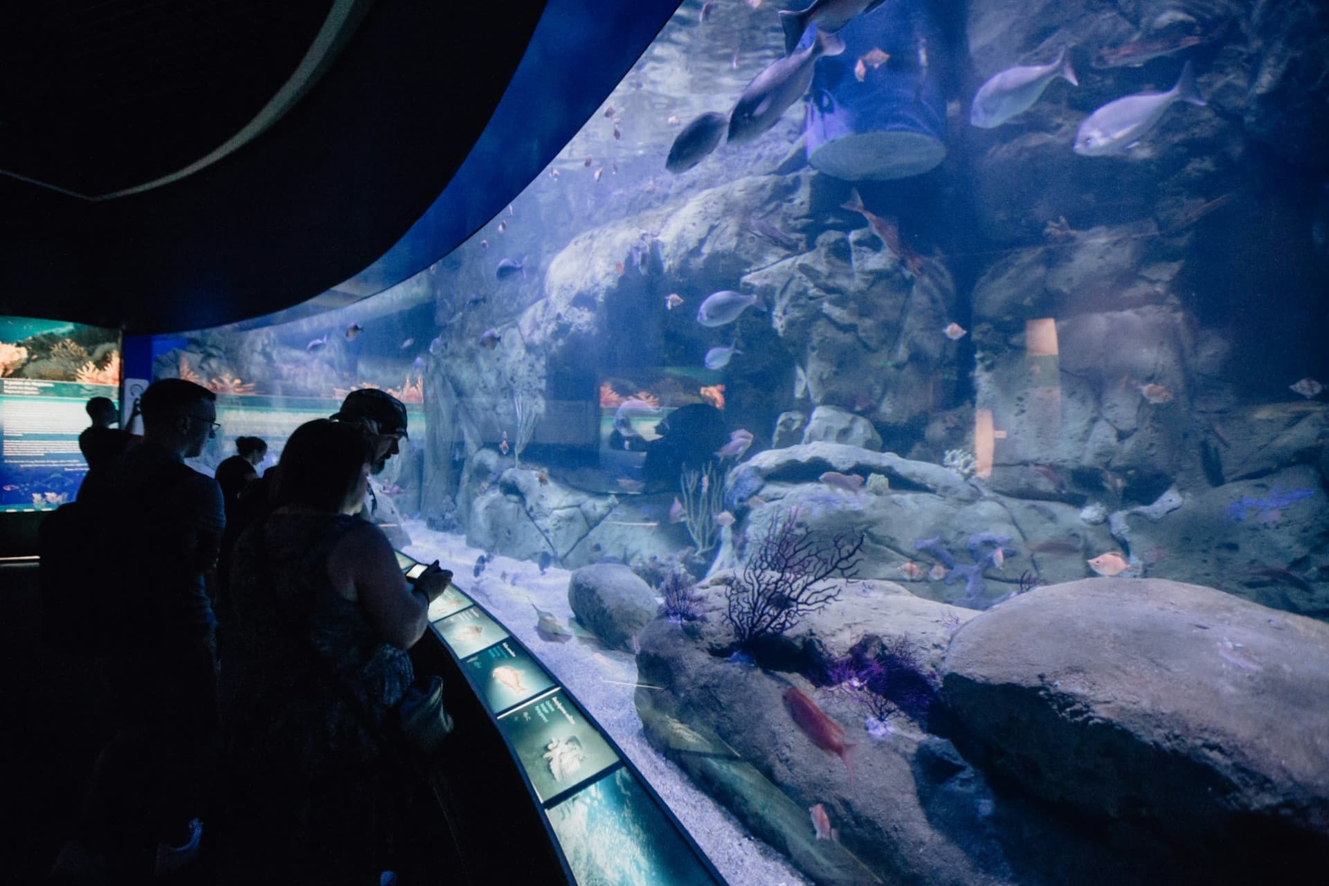 Oceanogràfic de Valencia Ticket - image 4