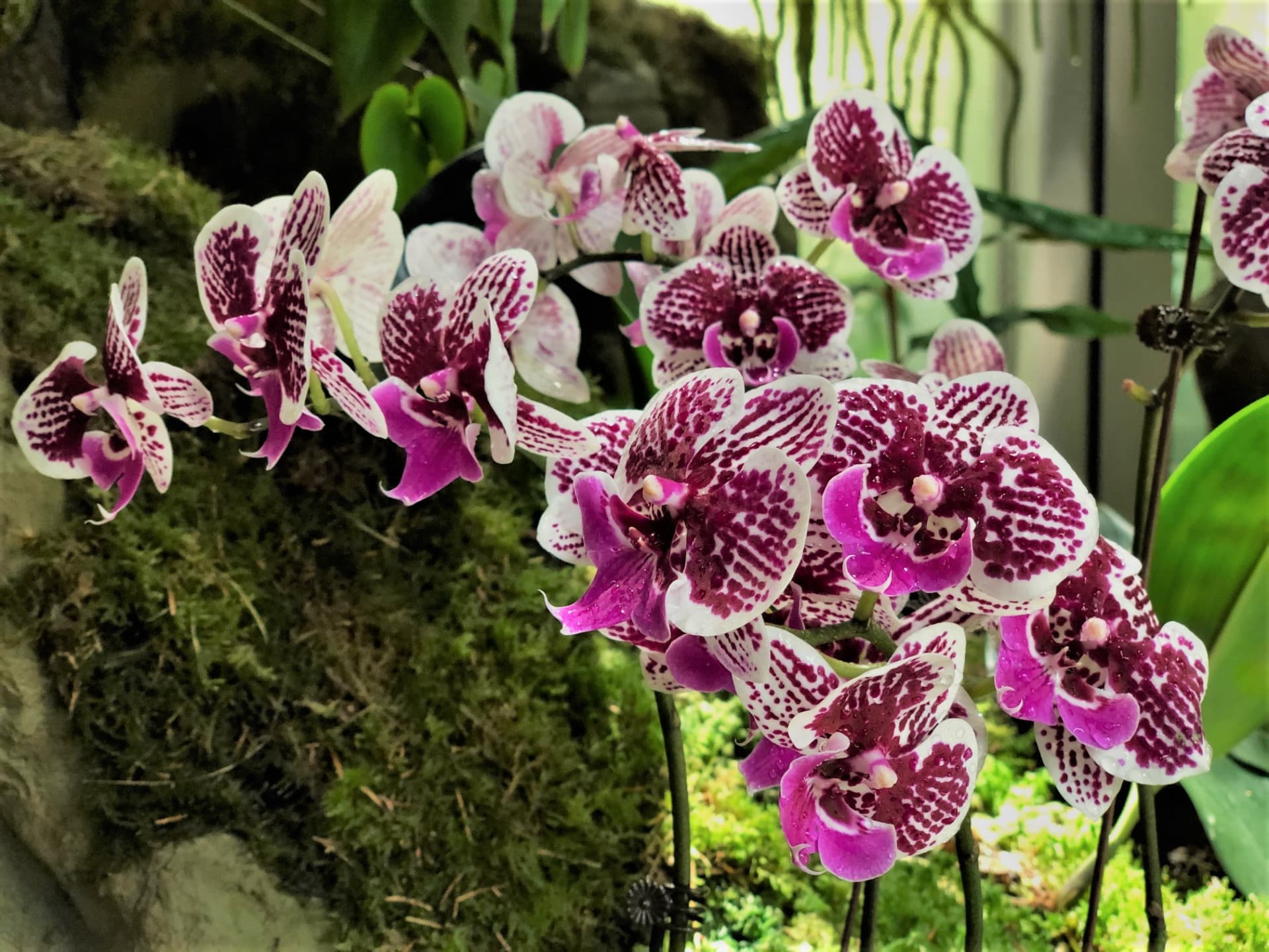 COMBO: Gardens by the Bay - Floral Fantasy + National Orchid Garden - image 4