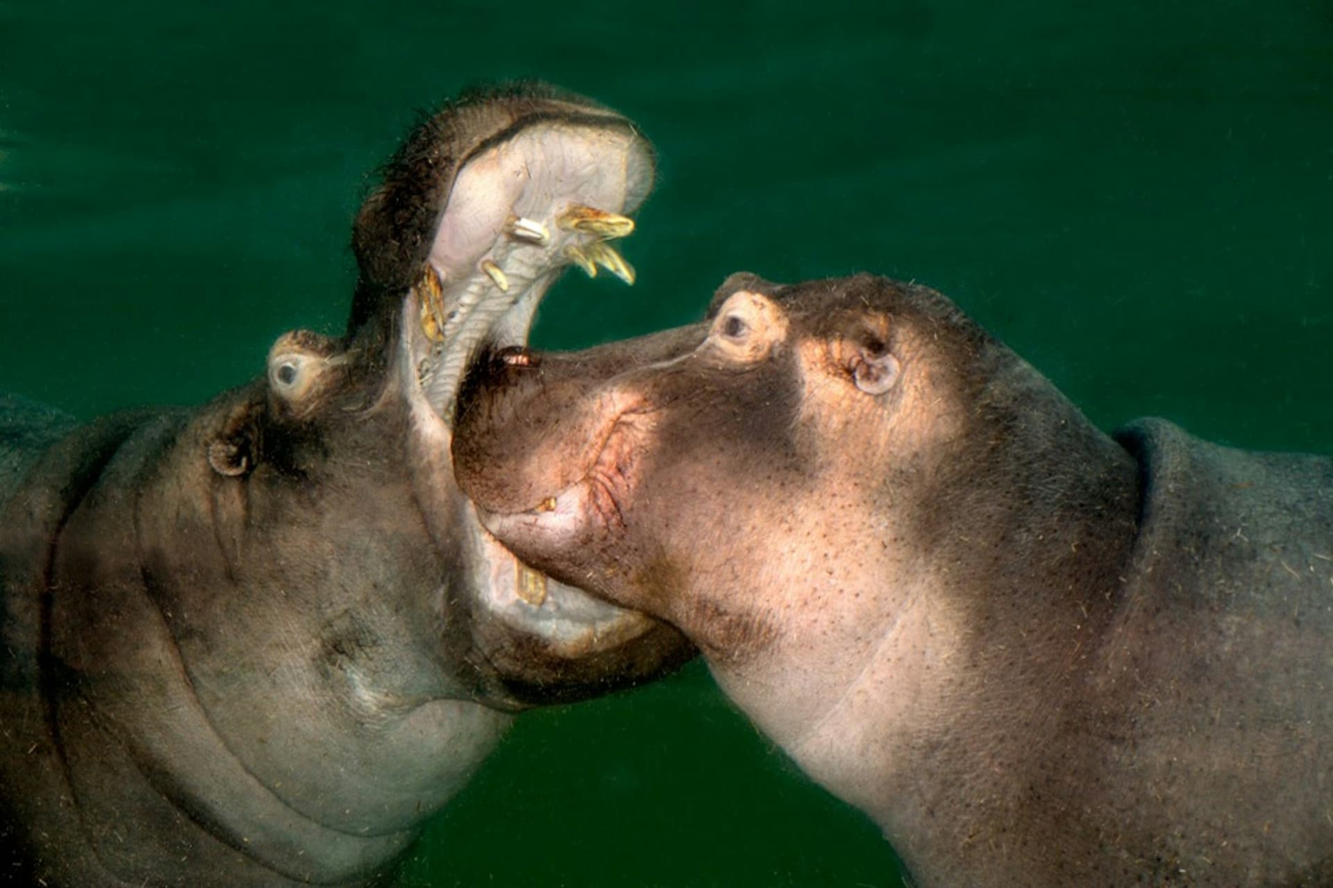 Cologne Zoo & Aquarium Ticket - image 5