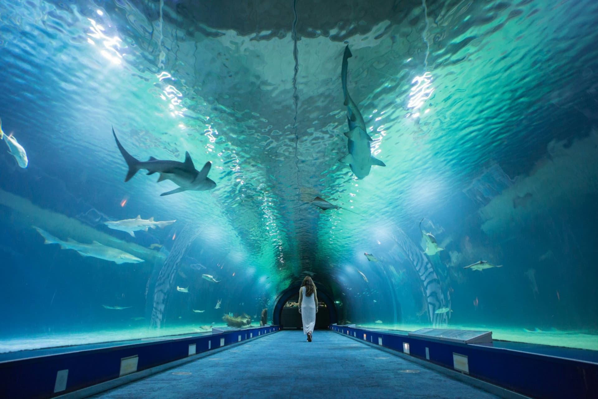 Oceanogràfic de Valencia Ticket - image 2