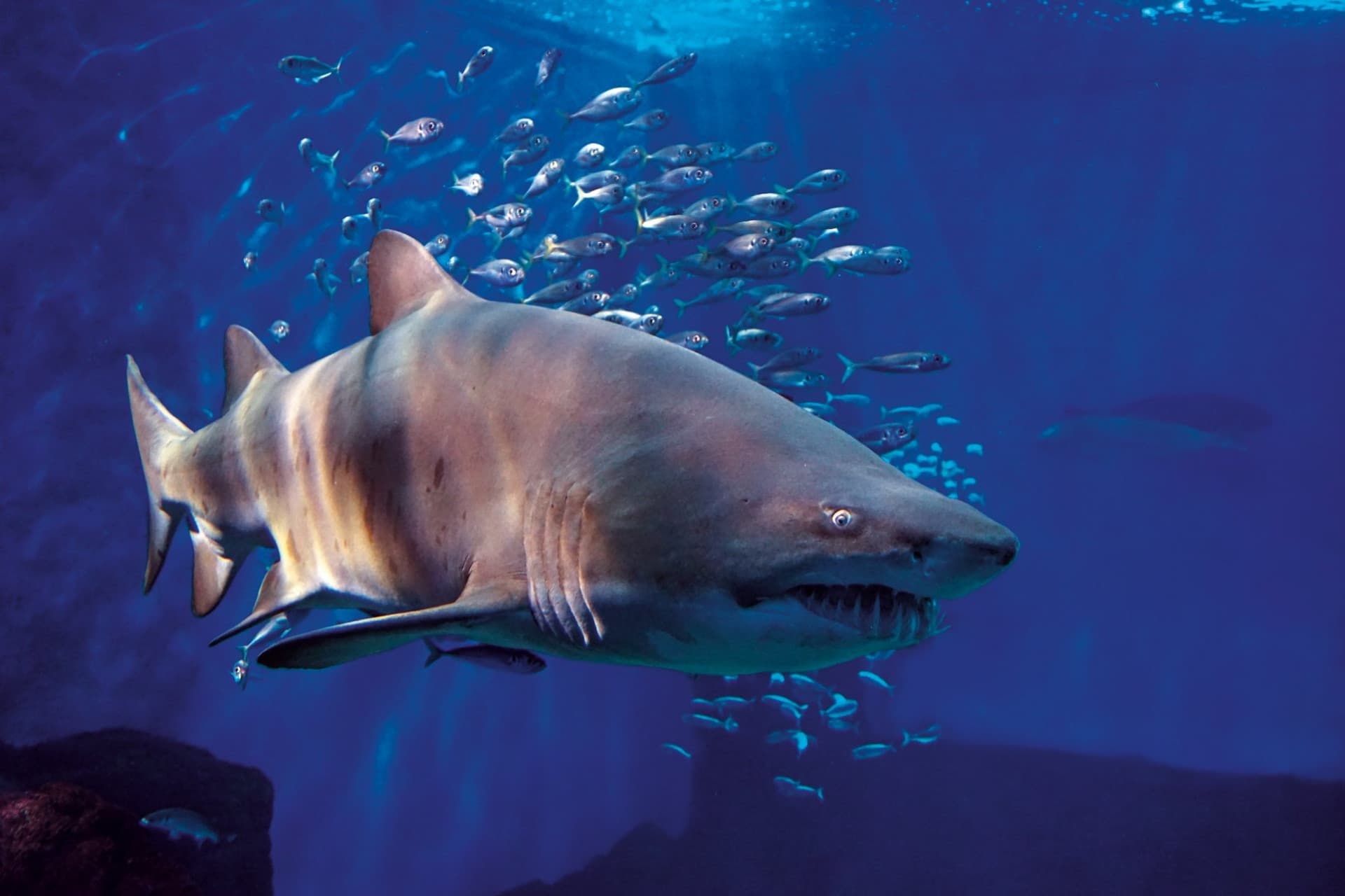 Seville Aquarium Ticket - image 7