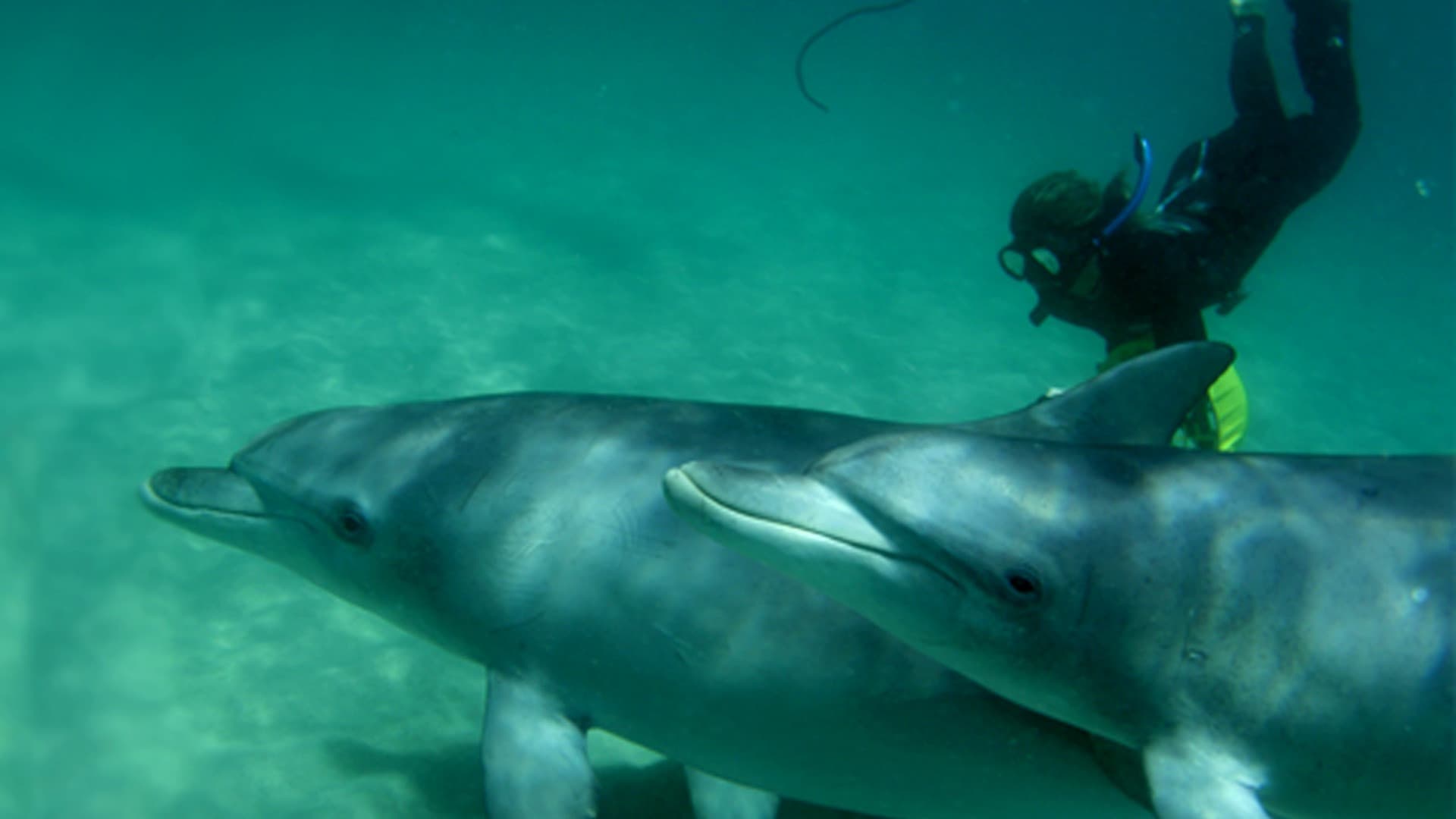 Swim with Wild Dolphins Experience at Rockingham - main image