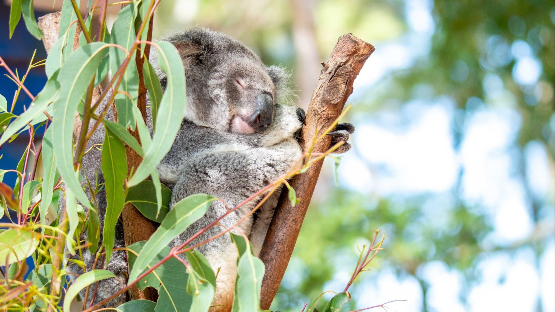 Dreamworld Gold Coast Ticket - main image