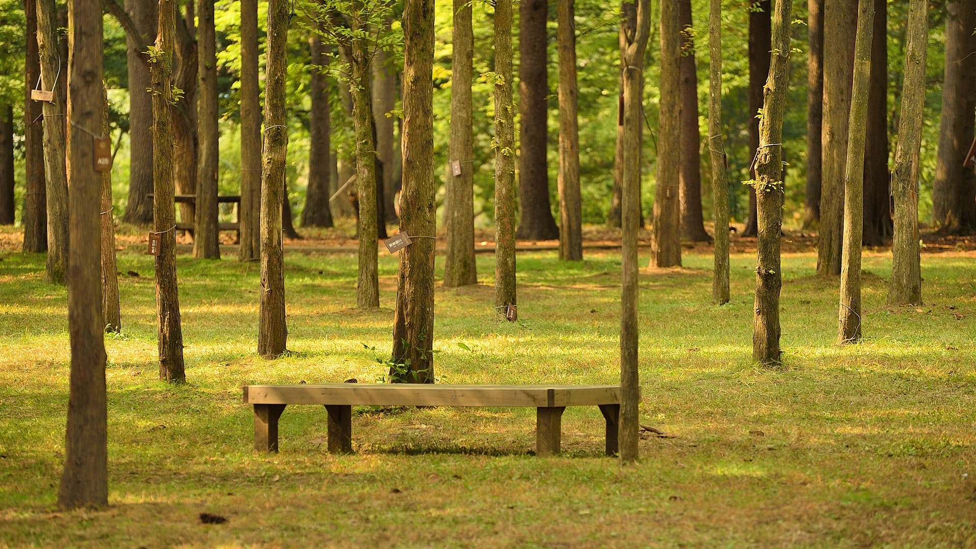 Nami Island, Petite France, Italian Village, and Gangchon Rail Bike Tour from Seoul - image 7