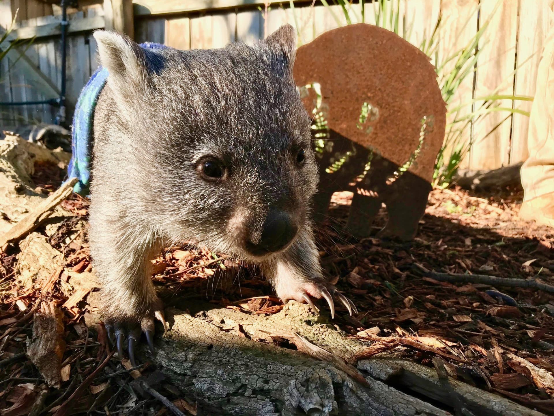 Bonorong Wildlife Sanctuary and Hobart City Tour - image 20