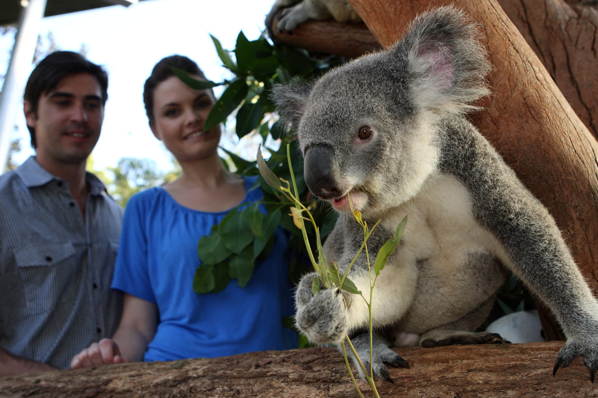 Go City Sydney Essentials Pass: 3 Attractions - 이미지 4