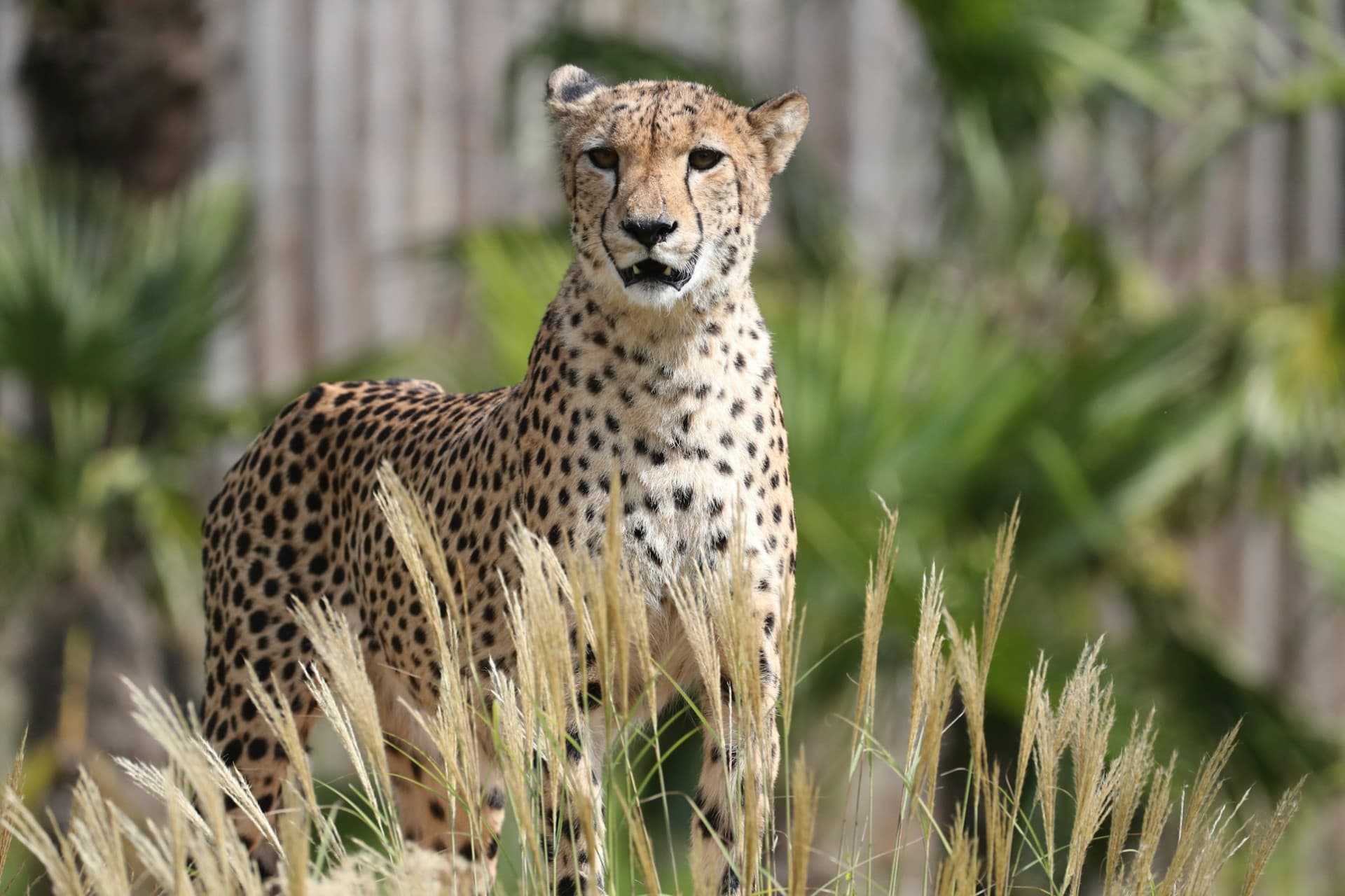ZooParc de Beauval Ticket - image 10