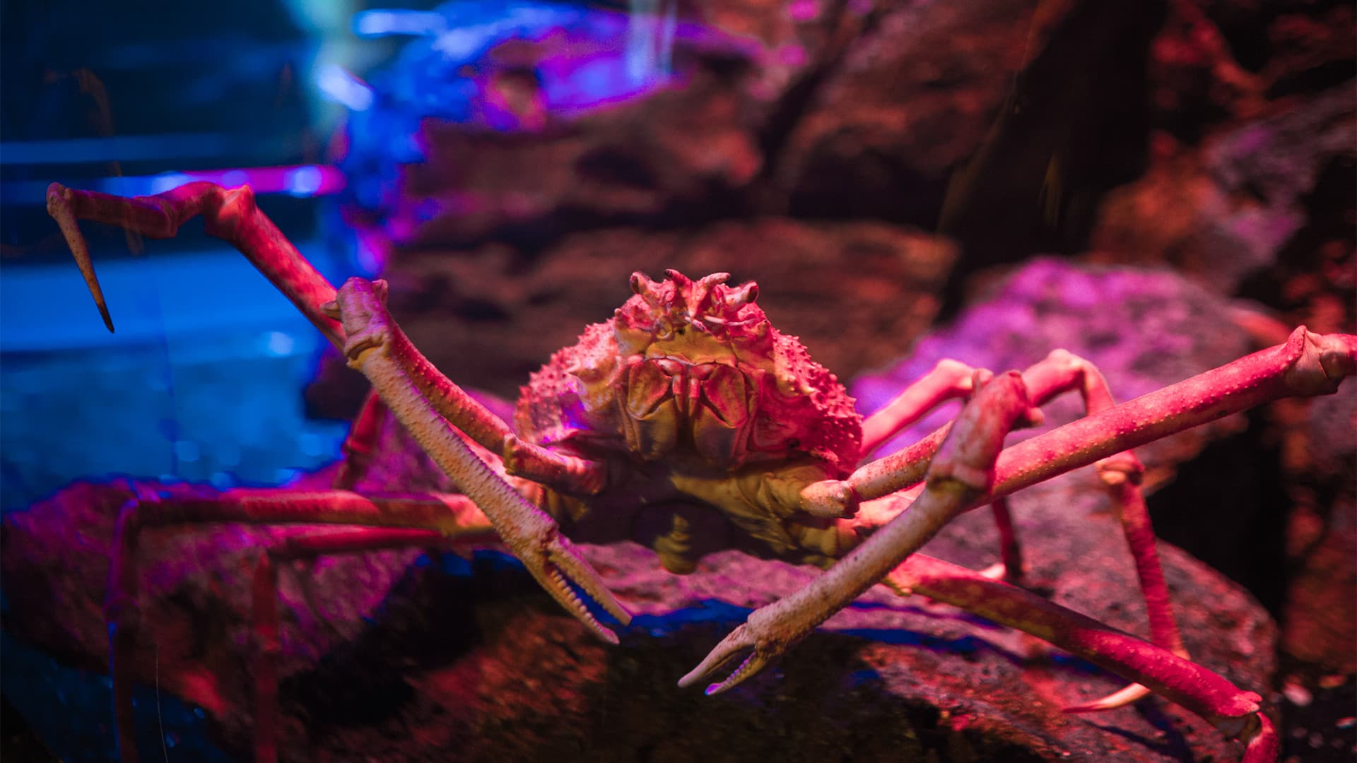 COMBO: SEA LIFE Bangkok Ocean World + Madame Tussauds Bangkok Tickets - image 4