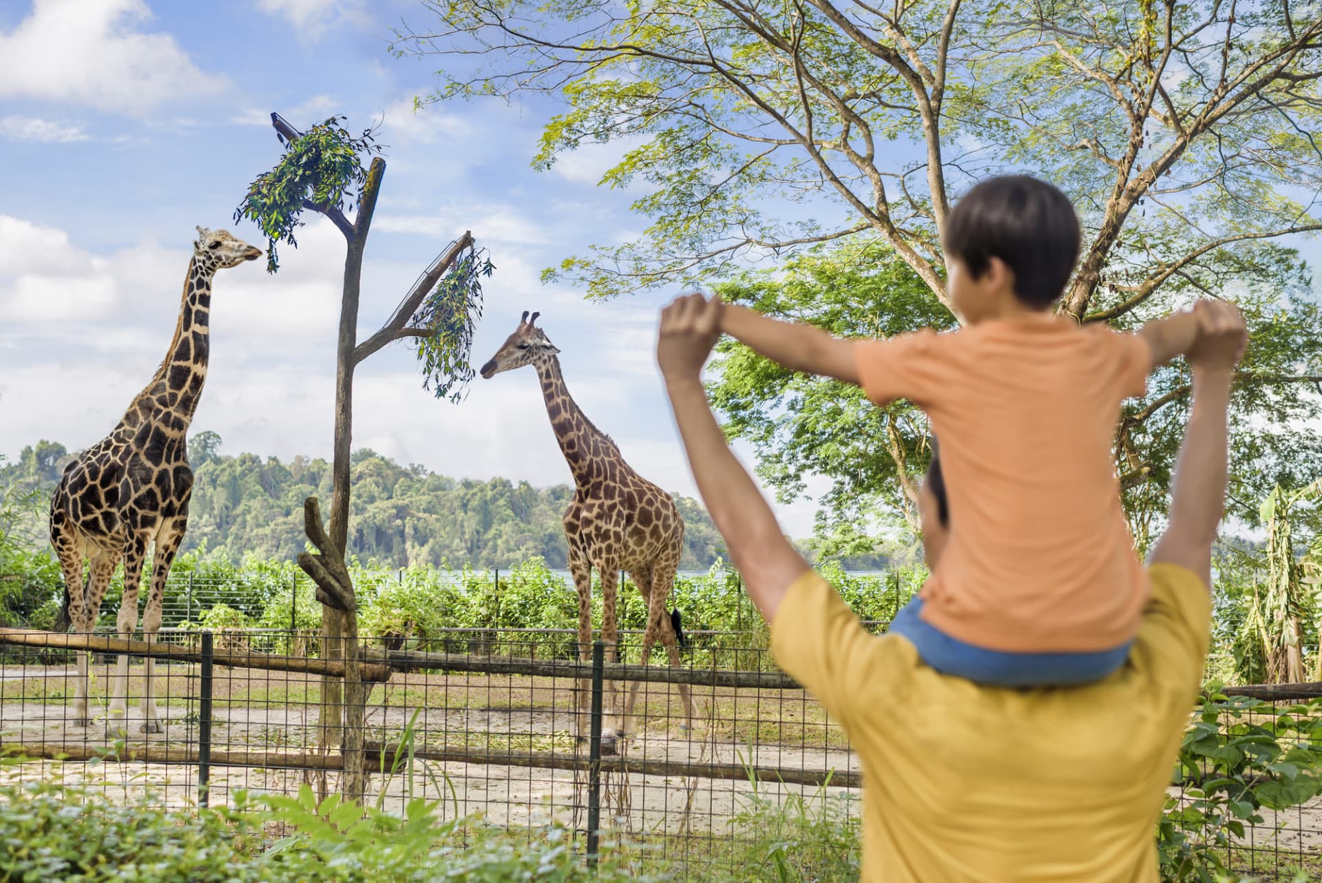 Singapore Zoo Ticket - image 3
