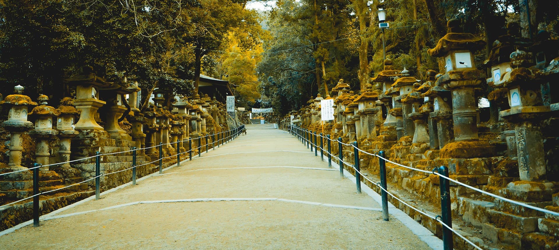 Nara Tour from Kyoto - image 5