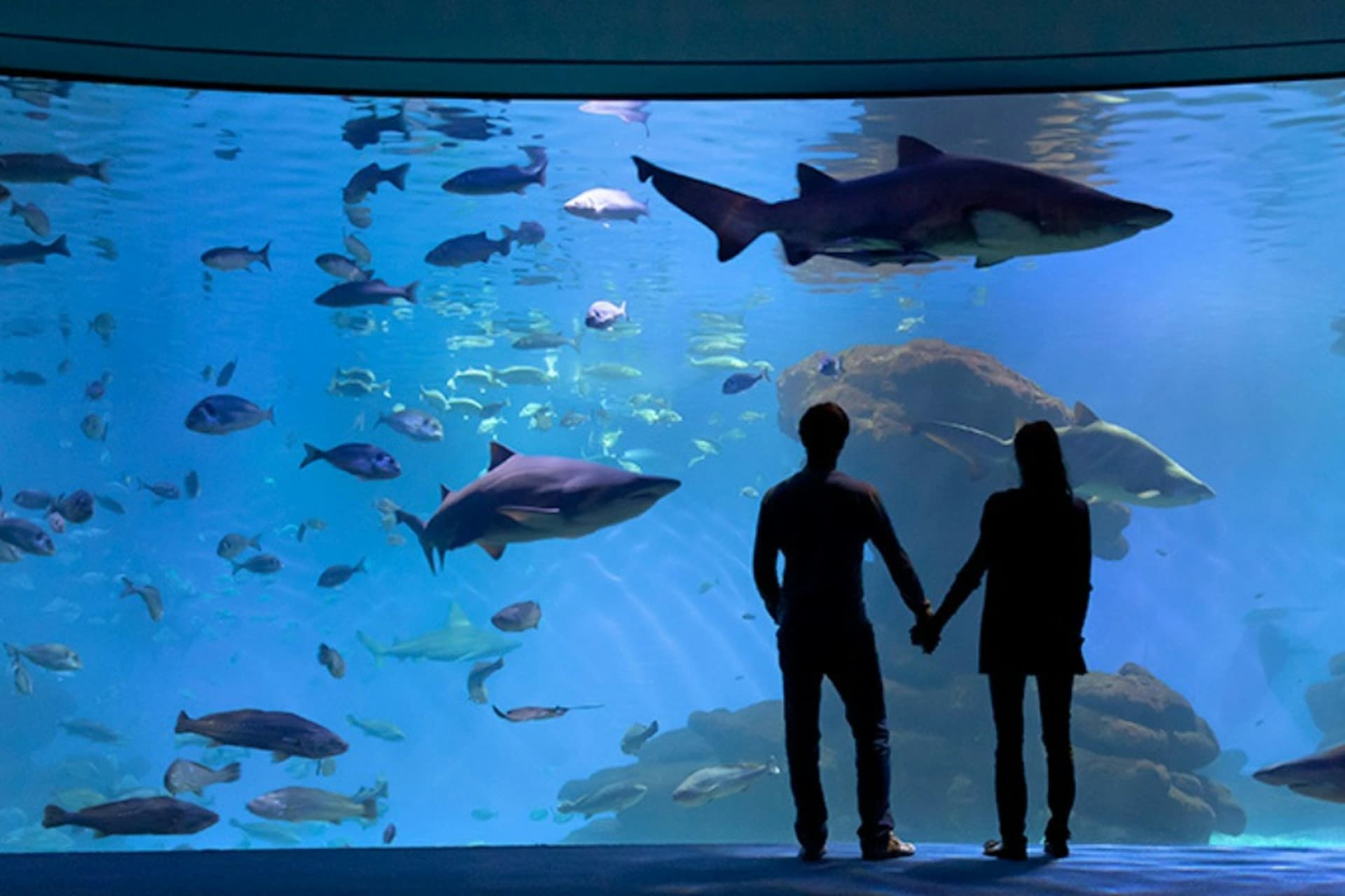Palma Aquarium: Skip The Line Ticket + Optional 3D Cinema Aquadome - main image