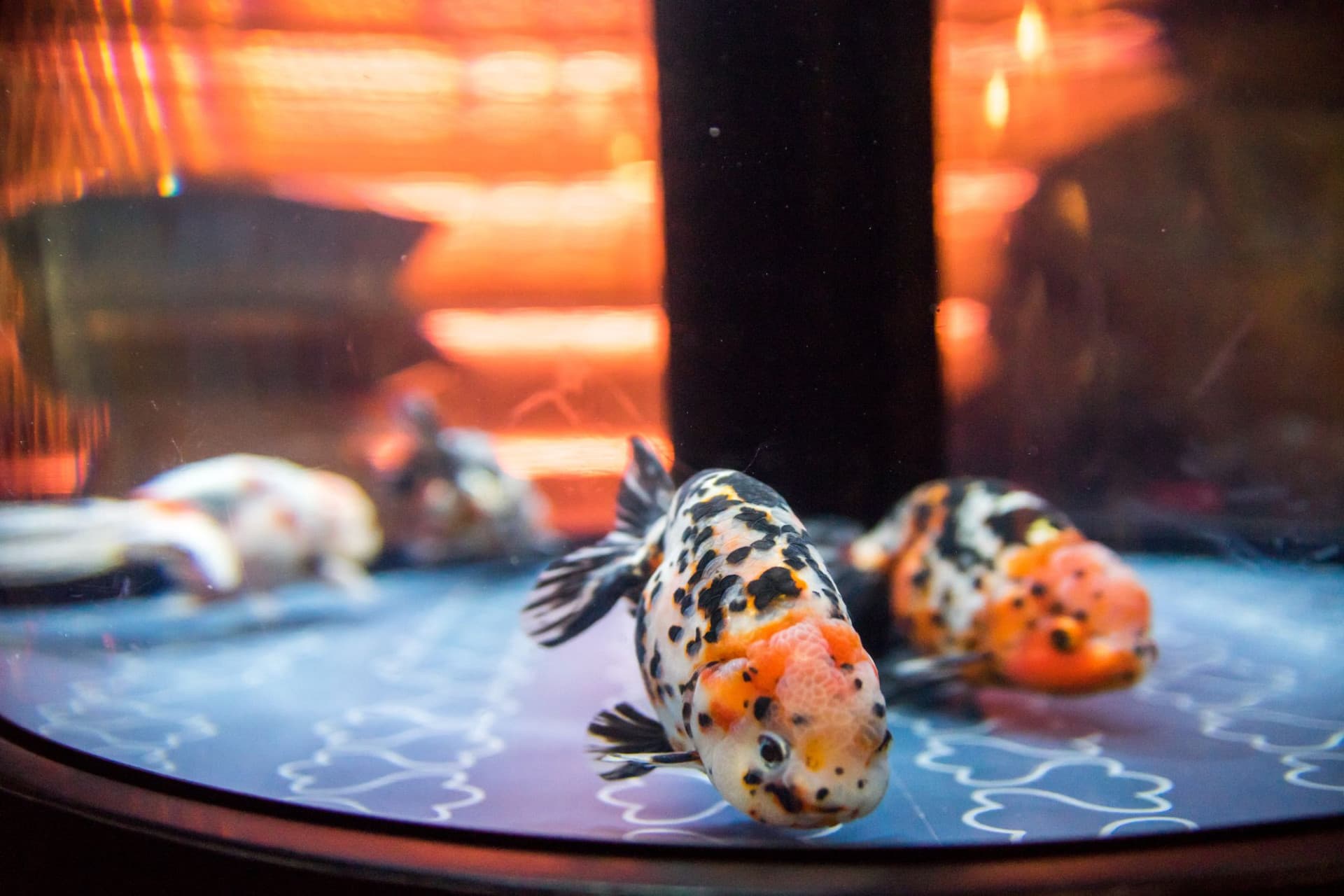 Sumida Aquarium Ticket - image 2