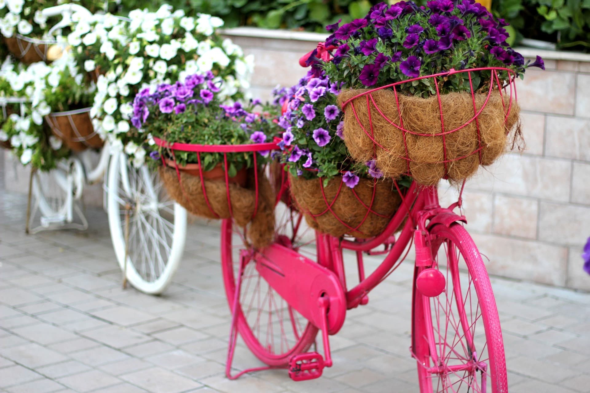 Entrada para Dubai Miracle Garden - imagen 12