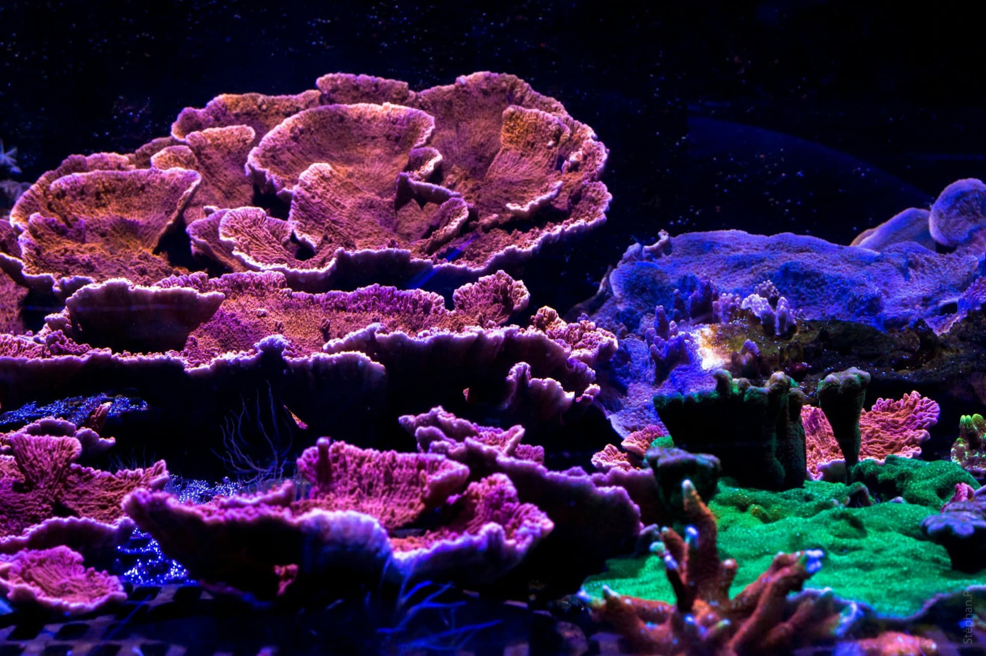 Nausicaa: Skip The Line Ticket - image 13