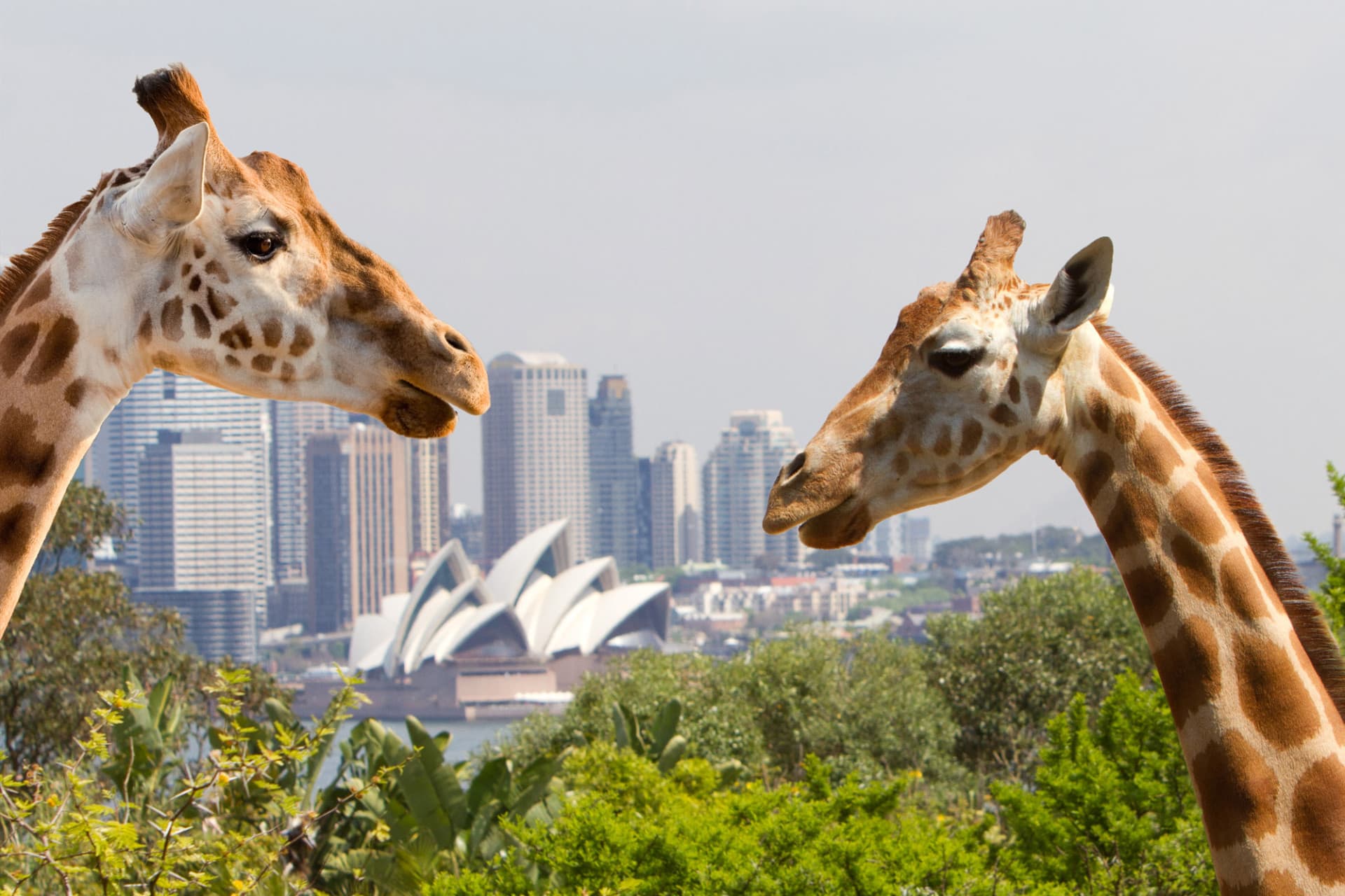 Go City Sydney Explorer Pass: Save up to 50% on Attractions - image 3