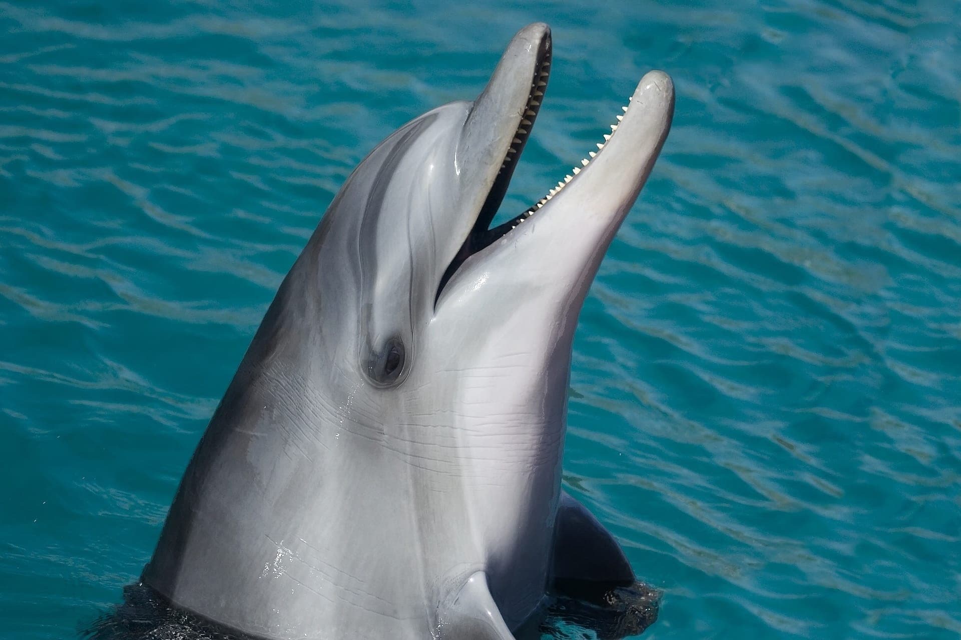 Key West: Dolphin Watching Cruise + Snorkeling + Drinks - image 5