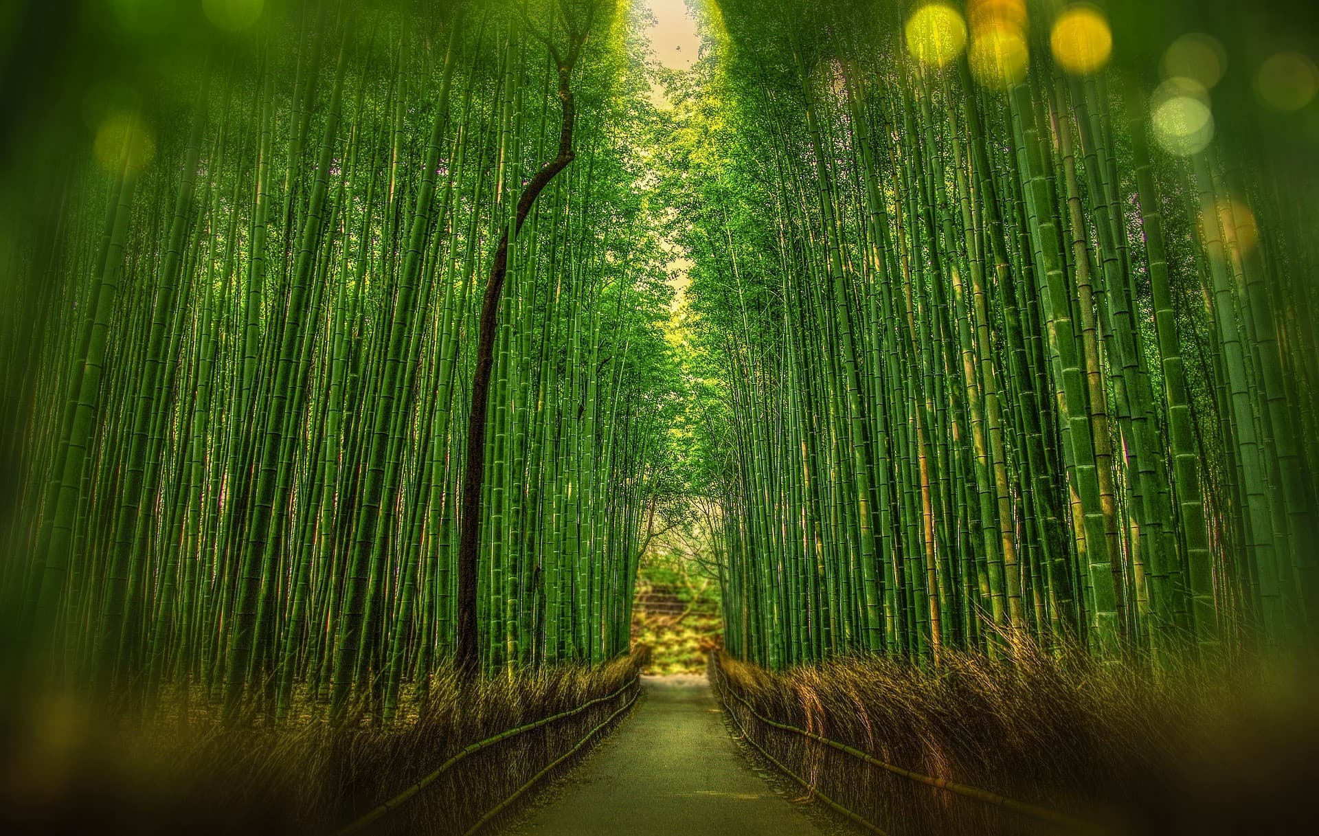 Sagano Bamboo Grove and Arashiyama Half-Day Walking Tour - main image