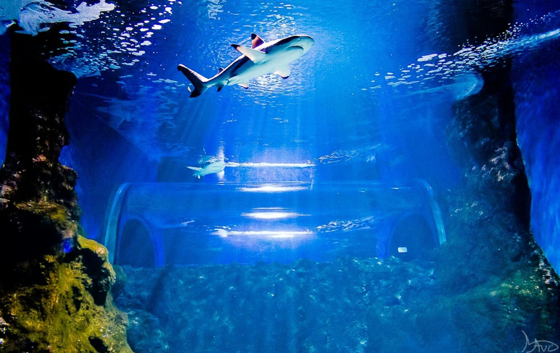 Lanzarote Aquarium Ticket - image 5