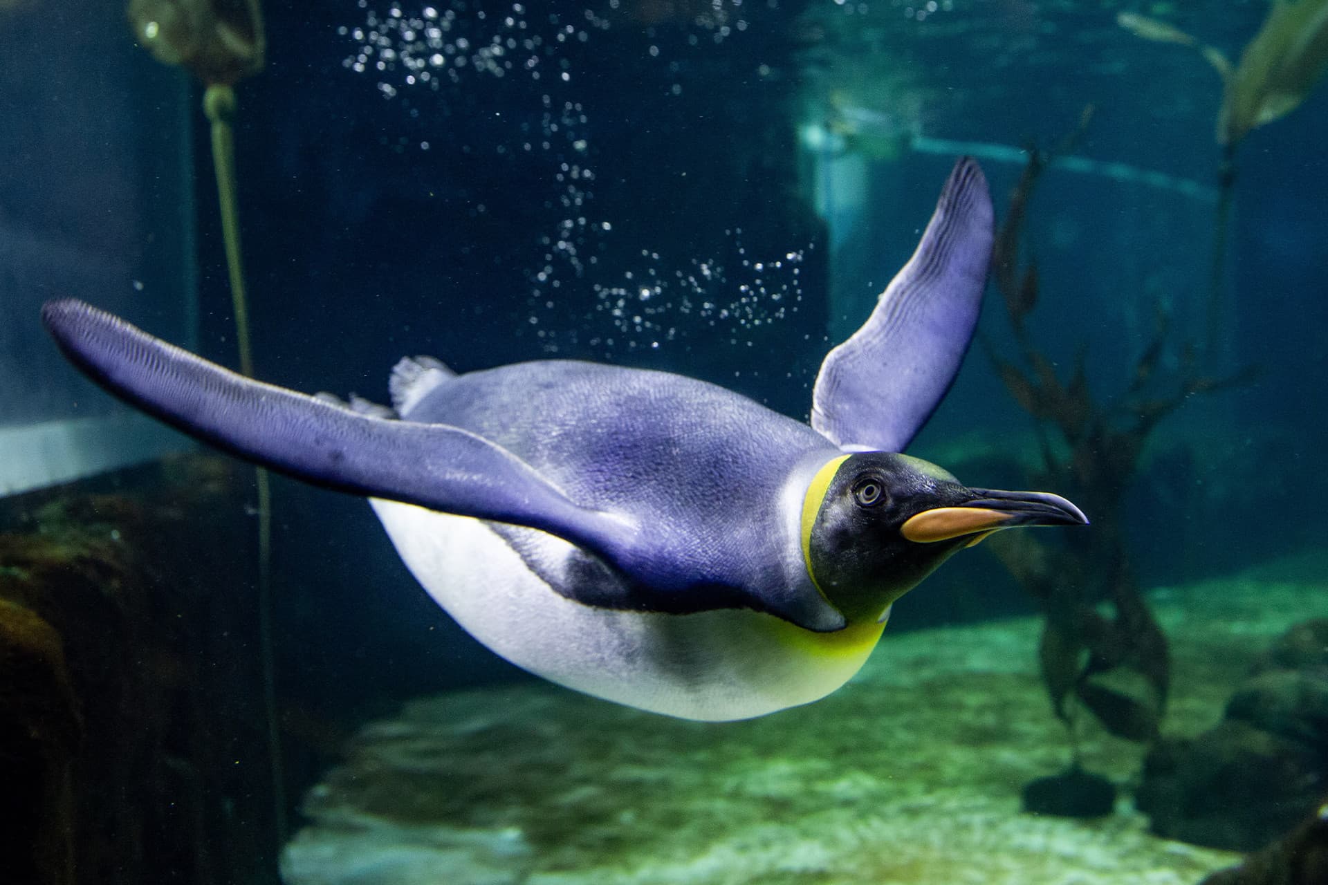SEA LIFE Sydney Aquarium Direct Entry Ticket - image 14